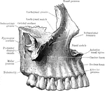 An outer view of the right superior maxilla.
