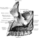 The inner aspect of the right superior maxilla.