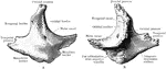 The outer side (A) and inner side (B) of the right malar bone.