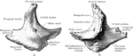 The outer side (A) and inner side (B) of the right nasal bone.