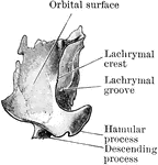The orbital surface of the right lachrymal bone.