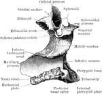 Right palate bone seen from inner side.