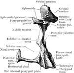 Right palate bone as seen from behind.