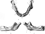 The lower jaw at birth. A, As seen from above. B, As seen from outer side. C, As seen from inner side. Labels: a, mental foramen; b, inferior dental canal; c, lingula; d, sockets fro the dental sacs.