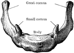 The hyoid bone as seen from in front.