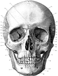 Shown is norma frontalis, which refers to the front of the skull. Labels: 1, mental protuberance; 2, body of lower jaw; 3, ramus of lower jaw; 4, anterior nasal spine; 5, canine fossa; 6, infraorbital canal; 7, malar canal; 8 orbital surface of superior maxilla; 9, temporal fossa; 10, os planum of ethmoid; 11, sphenoidal fissure; 12, lachrymal bone and groove; 13, optic foramen; 14, orbital foramina; 15, temporal ridge; 16, supraorbital notch; 17, glabella; 18, frontal eminence; 19, superciliary ridge; 20, parietal bone; 21, front-nasal suture; 22, pterion; 23, great wing of sphenoid; 24, orbital surface of great wing of sphenoid; 25, squamous temporal; 26, left nasal bone; 27, malar bone; 28, sphenomaxillary fissure; 29, zygomatic arch; 30, anterior nasal aperture, displaying nasal septum and inferior and middle turbinated bones; 31, mastoid process; 32, incisor fossa; 33, angle of jaw; 34, mental foramen; 35, symphysis.