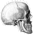 Shown is norma lateralis, which refers to the side of the skull. Labels: 1, mental foramen; 2, body of lower jaw; 3, superior maxillary; 4, ramus of lower jaw; 5, zygomatic arch; 6, styloid process; 7, external auditory meatus; 8, mastoid process; 9, asterion; 10, superior curved line of occipital bone; 11, external occipital protuberance; 12, lambdoid suture; 13, occipital bone; 14, lambda; 15, obelion placed between the two parietal foramina; 16, parietal bone; 17, lower temporal ridge; 18, upper temporal ridge; 19, squamous part of temporal bone; 20, bregma; 21, coronal suture; 22, stephanion; 23, frontal bone; 24, pterion; 25, temporal fossa; 26, great wing of sphenoid; 27, malar bone; 28, malar canal; 29, lachrymal bone; 30, nasal bone; 31, infraorbital canal; 32, anterior nasal aperture.