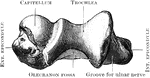 The lower extremity of the right humerus as seen from below.