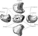The right semilunar bone.