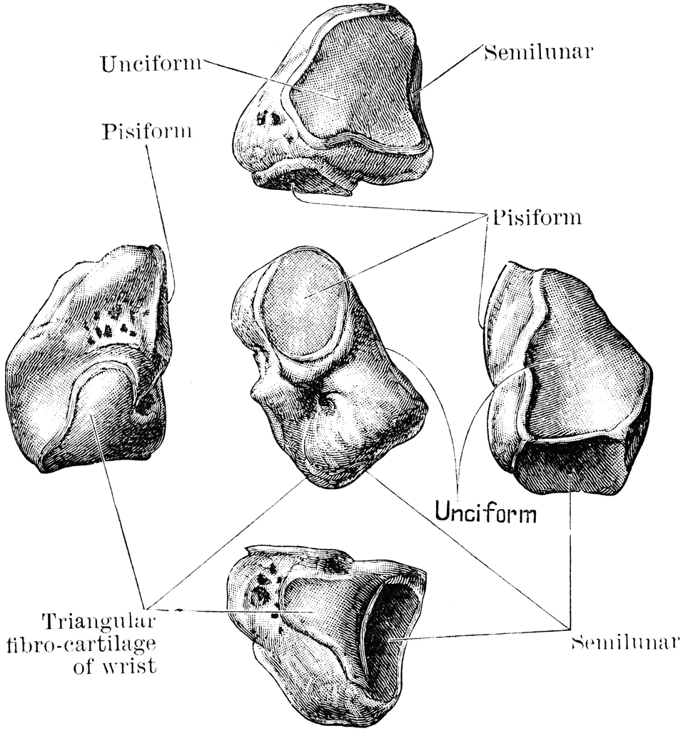 Cuneiform Bone Clipart Etc