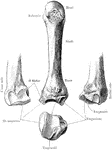 Second metacarpal bone.