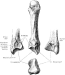 Third metacarpal bone.