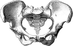 The female pelvis as seen from in front.