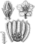 "Monstrous flower of a Cerastium; 2. the pistil and stamens separate; 3. the ovary forced open to show the origin of the ovules and the nature of the imperfect dissepiments; 4. a monstrous ovule." -Lindley, 1853