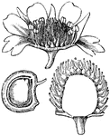 "3. perpendicular section of a flower of Fragaria indica (Duchesnea indica); 4. the same section of its half ripe fruit, showing the torus covered with carpels; 5. a single carpel of it; 6. one of its achaenia cut open to show the seed inside." -Lindley, 1853