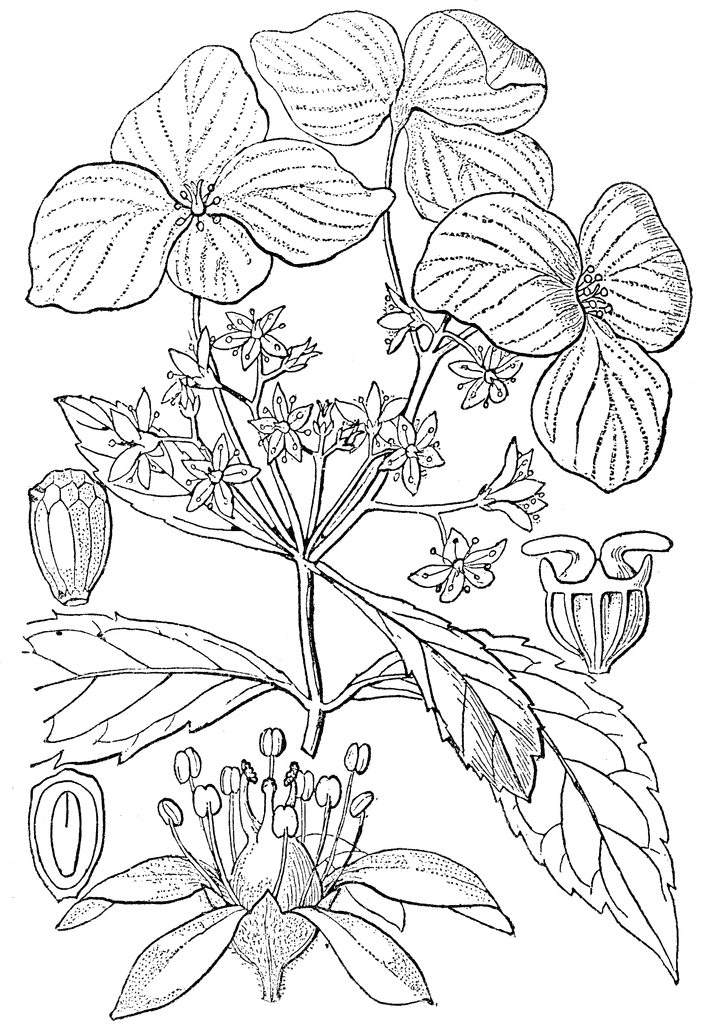 Hydrangea Flowers Drawing Sketch Coloring Page