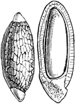 "11. seed of Penaea mucronata; 12. same with half the testa removed." -Lindley, 1853