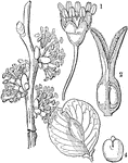 "Ulmus campestris. 1. its flower; 2. its pistil; 3. its fruit; 4. its embryo." -Lindley, 1853