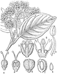 "Chailletia pedunculata. 1. a flower of Moacurra gelonioides; 2. a portion of it; 3. a stamen; 4. the pistil; 5. a vertical section of it; 6. ripe fruit; 7. a section of it; 8. an embryo." -Lindley, 1853