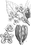 "Hippocratea Arnottiana. 1. a flower; 2. a cross section of the ovary; 3. ripe fruit." -Lindley, 1853
