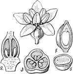 "Celastrus paniculatus. 1. a flower; 2. a perpendicular section of the ovary; 3. a cross section of the ovary; 4. a vertical section of a seed; 5. a cross section of it." -Lindley, 1853