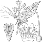 "Styrax suberifolium. 1. a flower; 2. corolla and stamens; 3. pistil." -Lindley, 1853