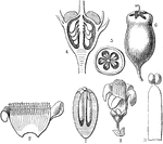 "Symplocos laxiflora. 1. expanded flower; 2. corolla cut open; 3. a stamen; 4. longitudinal section of ovary; 5. transverse ditto; 6. ripe fruit; 7. longitudinal section of ditto." -Lindley, 1853