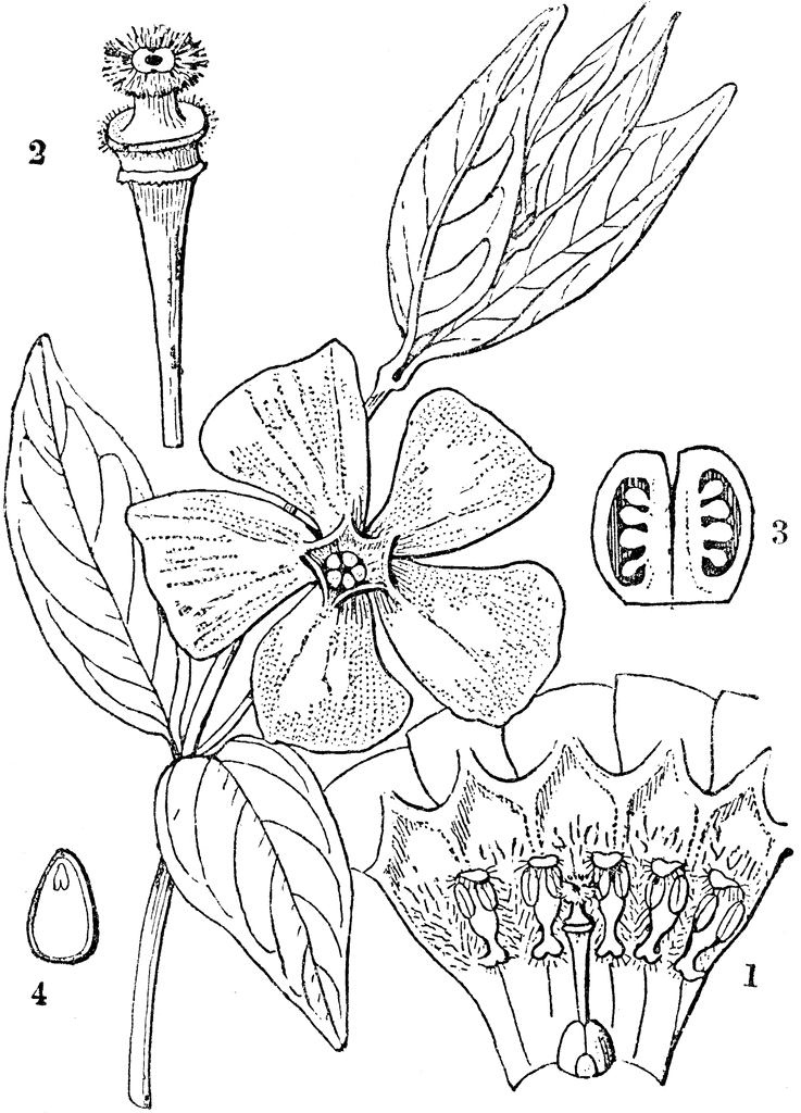 Premium Vector | Simple periwinkle flower drawing pencil sketch sadabahar flower  drawing outline periwinkle drawing