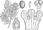 "Pyxidanthera barbulata. 1. corolla cut open; 2. perpendicular section of the ovary; 3. anther; 4. seed; 5. embryo." -Lindley, 1853