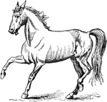 An illustration of a horse.