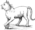 An illustration of a cat.