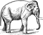 An illustration of a elephant.