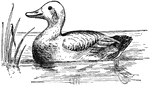 An illustration of a duck floating on water.