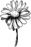 An illustration of a daisy.