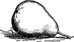 An illustration of a pear.