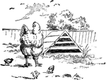 An illustration of a chicken standing in front a chicken coop.