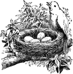 An illustration of a bird perched on the side of a nest with eggs.