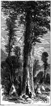 A drawing of the "big trees" first observed in California.