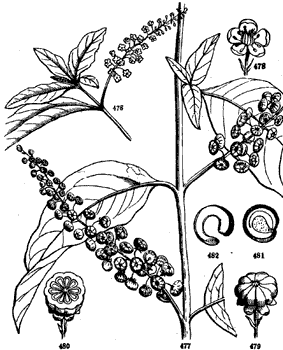 Pokeweed