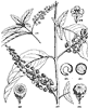 Pokeweed