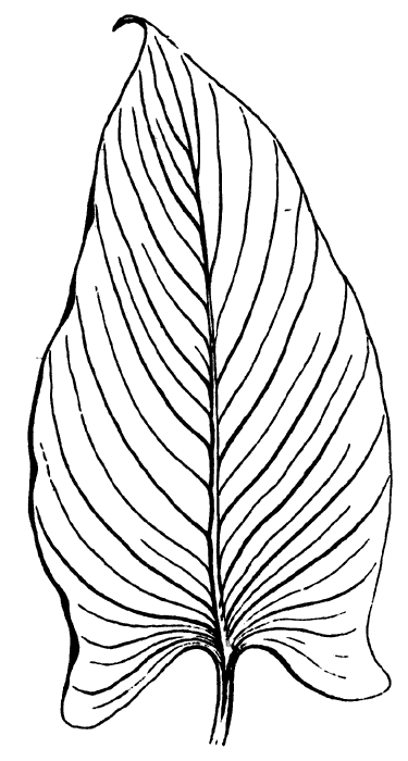 Leaf