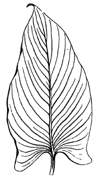 Leaf