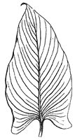 Leaf