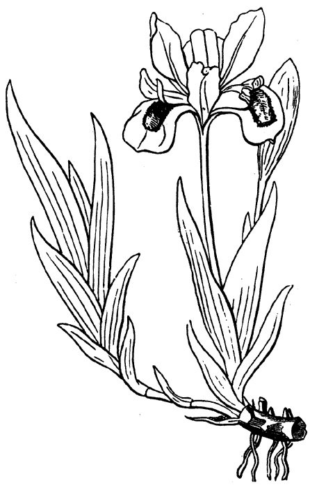 Iris