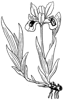 Iris