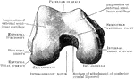 Lower end of right femur as seen from below.