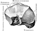 The right navicular bone viewed from the front.