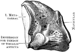 The right internal cuneiform (inner side).