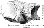 The right cuboid bone (outer side).