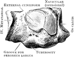The right cuboid bone (inner side).